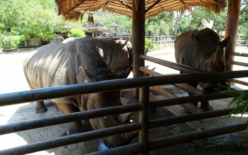Носороги не выглядели настолько безобидными, чтобы быть в такой близости от людей))